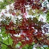 先陣の彩り