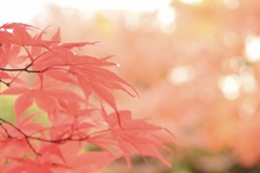 ひかりのレガート