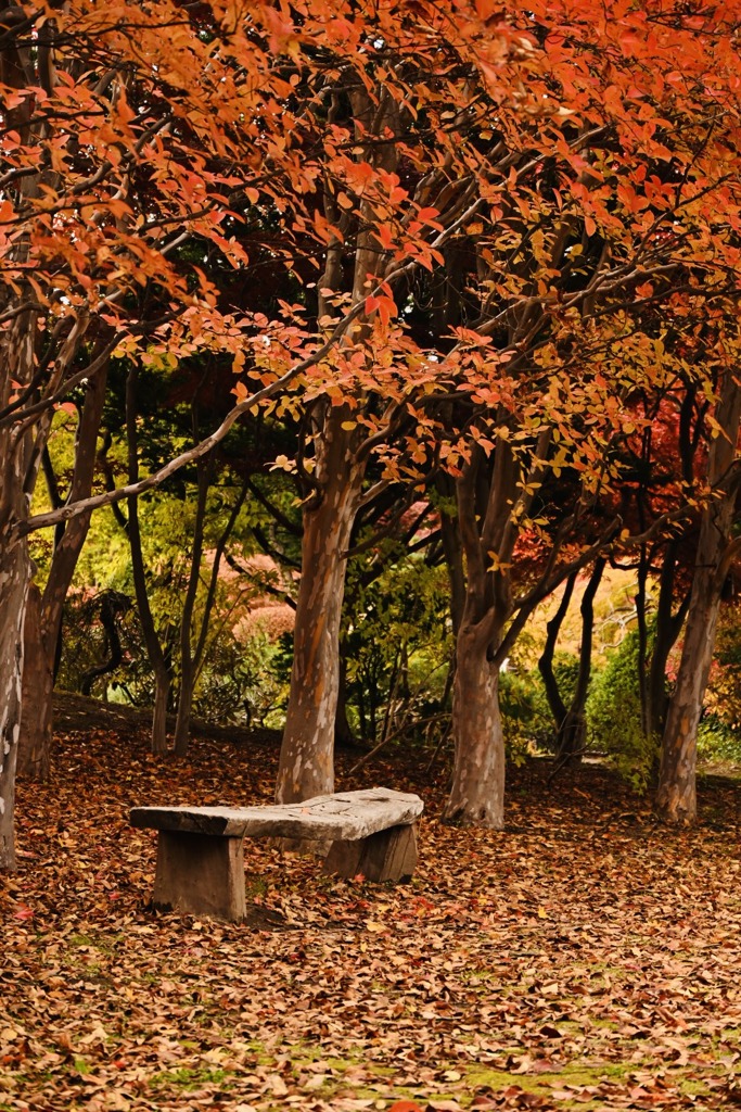 落ち葉とベンチ