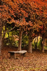 落ち葉とベンチ