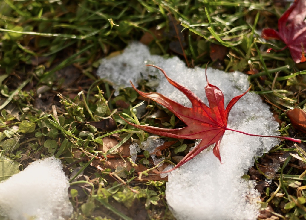 季節の会議中。