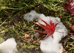 季節の会議中。
