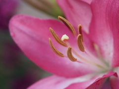 花①