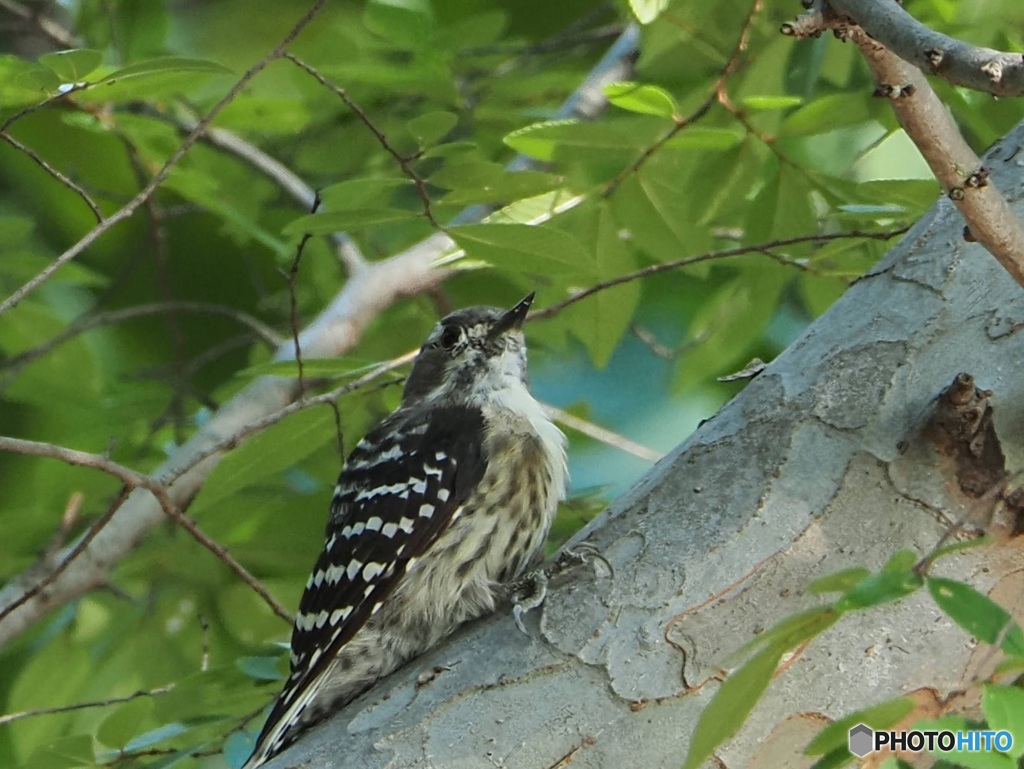 Japanese Pygmy Woodpecker