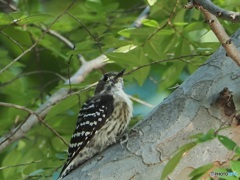 Japanese Pygmy Woodpecker