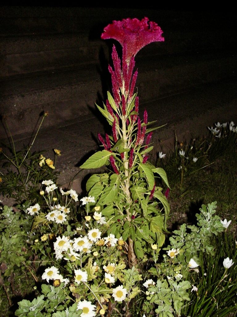 ひみつの花壇
