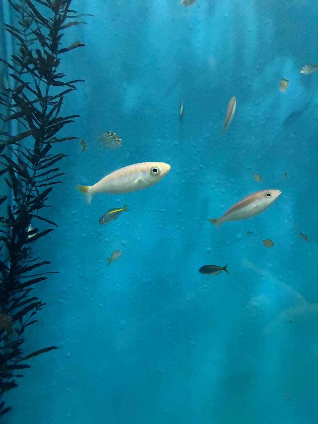 ぷちぷちっと。