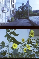 公園の周り