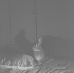深夜にうさぎと遊ぶ