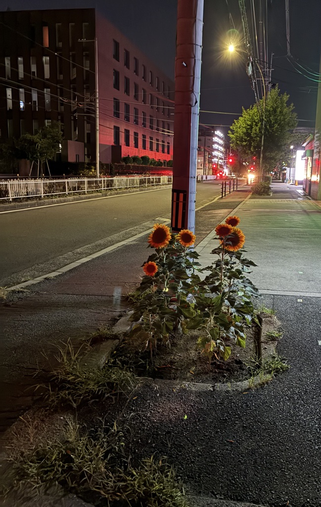 夏をかけぬけた