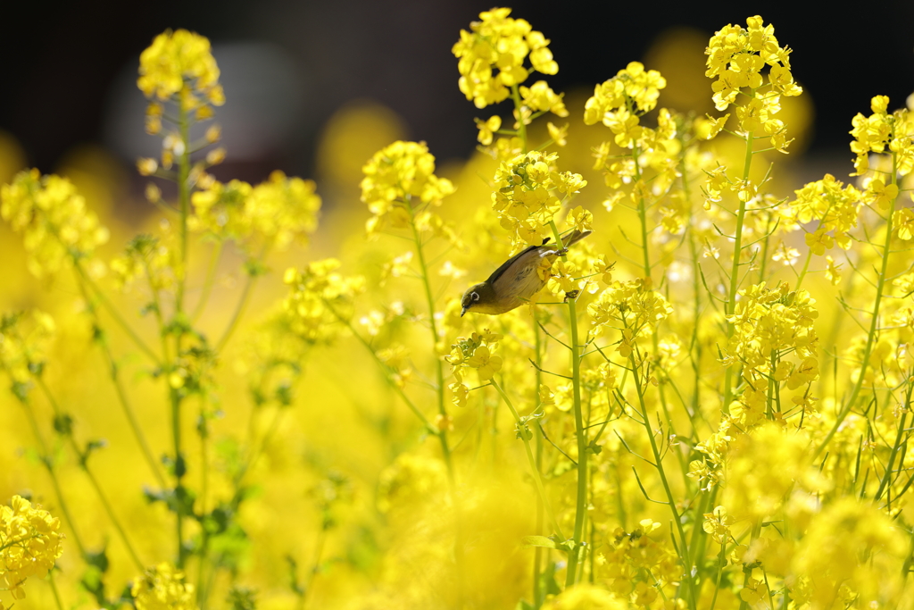 菜の花とメジロ ロング