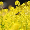 菜の花とメジロ ロング