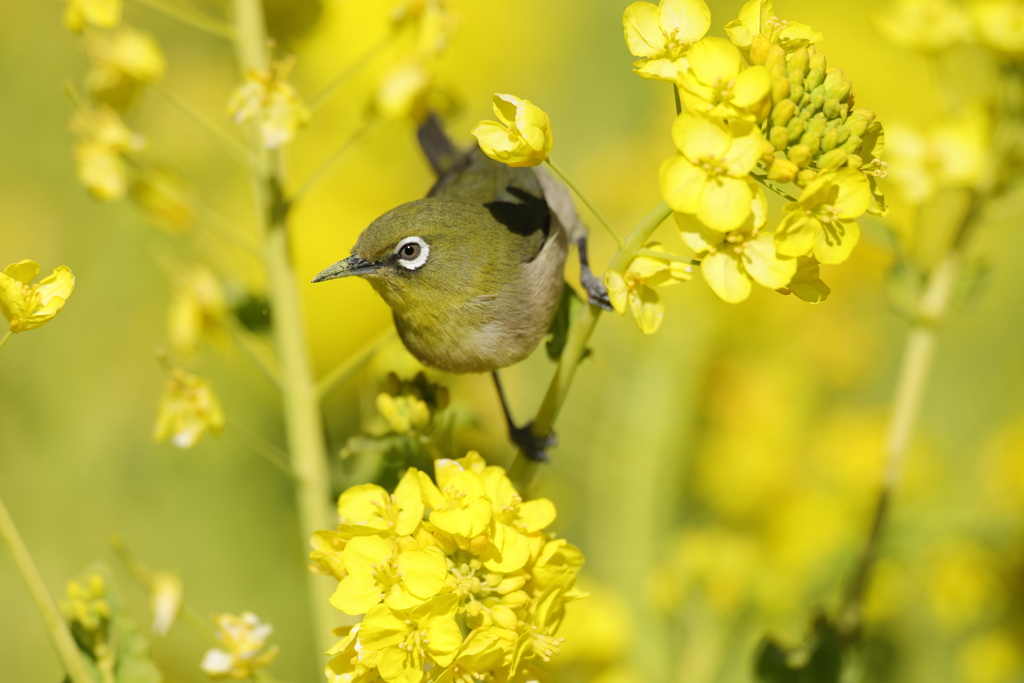 菜の花とメジロ