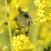 菜の花とメジロ