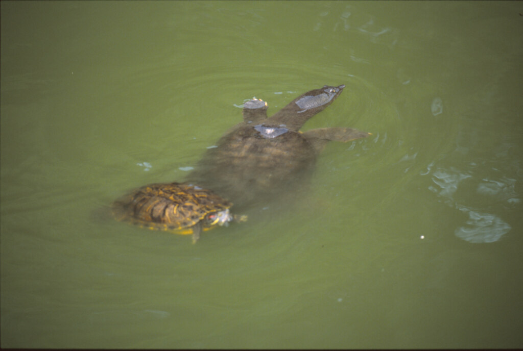 スッポンとカメのバトル