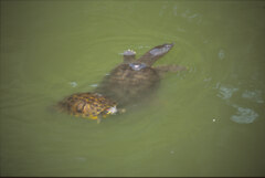 スッポンとカメのバトル