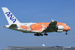 子ガメが可愛いフライング ホヌ