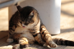 舌出しにゃんこ　オヤジ座り