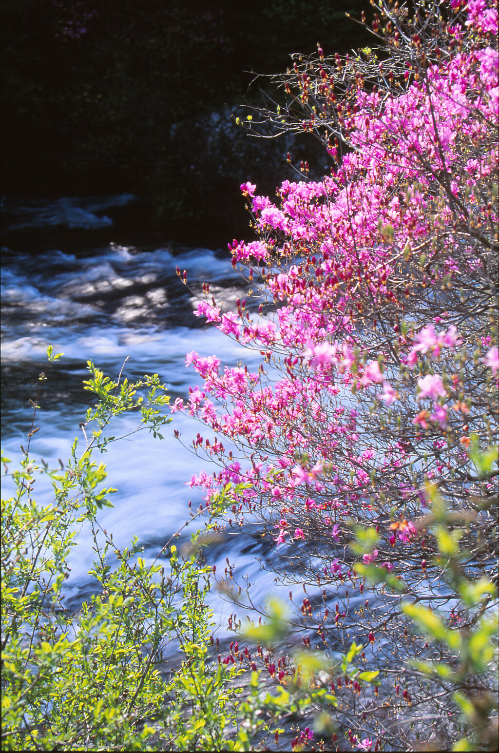 奥日光 竜頭の滝上流とヤシオツツジ