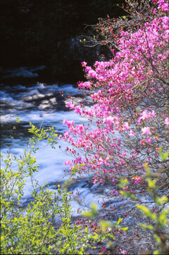 奥日光 竜頭の滝上流とヤシオツツジ