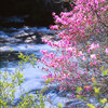 奥日光 竜頭の滝上流とヤシオツツジ