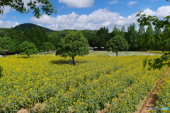 夏色