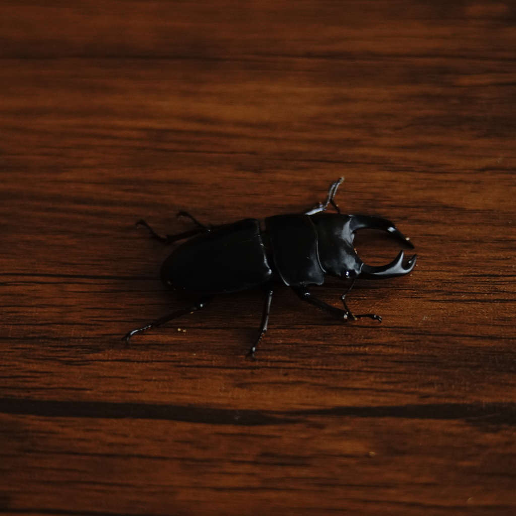 オオクワガタ