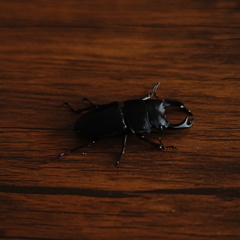 オオクワガタ