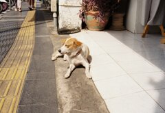 タイ プーケット オールドタウン