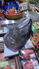 マグロ