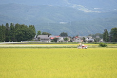 稲刈り