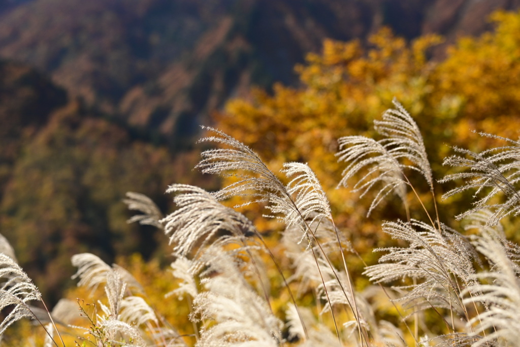 秋真っ盛り