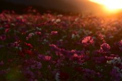 夕暮れに溶ける