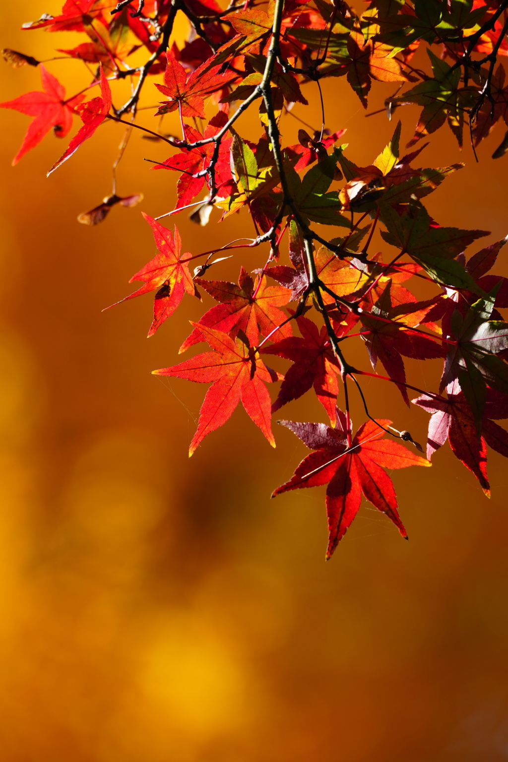さいたま　別所沼公園③