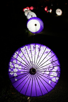 国営昭和記念公園　和傘③