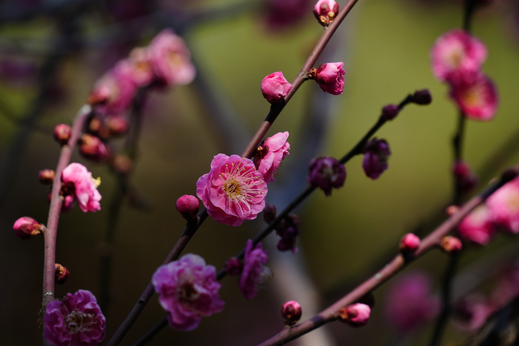 武蔵一宮 氷川神社②