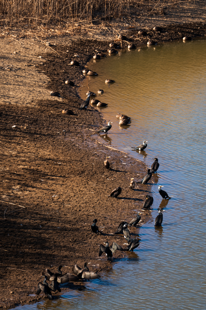 渡良瀬遊水地 再訪問③