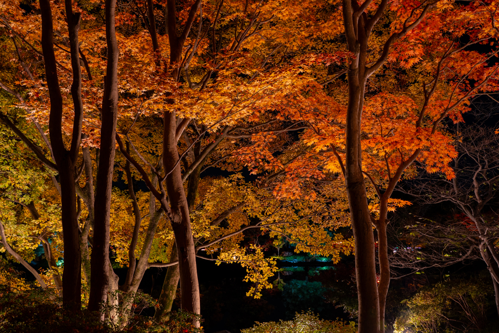 国営昭和記念公園　日本庭園⑥