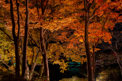 国営昭和記念公園　日本庭園⑥