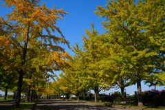 イチョウ並木①