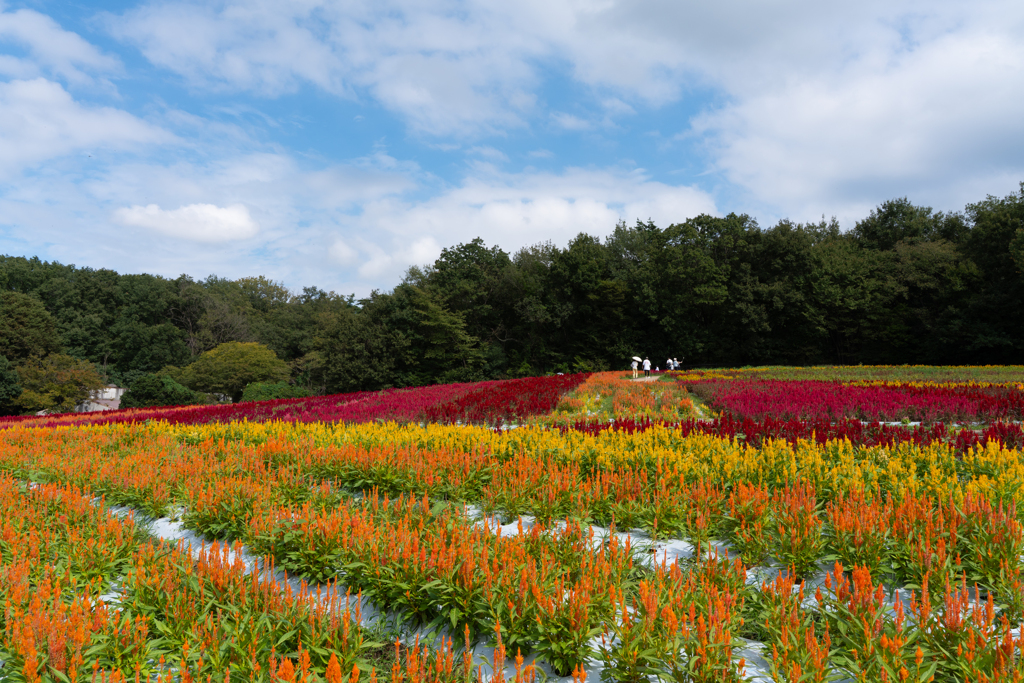 国営武蔵丘陵森林公園　羽毛ケイトウ①