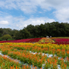 国営武蔵丘陵森林公園　羽毛ケイトウ①