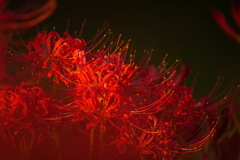 幸手権現堂桜堤　彼岸花⑤