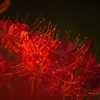 幸手権現堂桜堤　彼岸花⑤