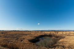 冬の渡良瀬遊水地②