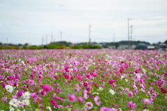 コスモス①