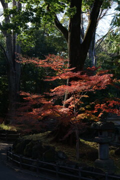 川越　喜多院①