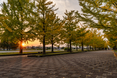 夕暮れのイチョウ並木