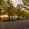 夕暮れのイチョウ並木