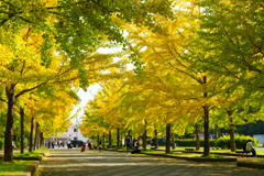 イチョウ並木②